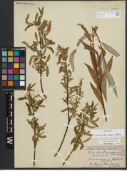 Foto von Salix alba subsp. vitellina (L.) Arcang.
